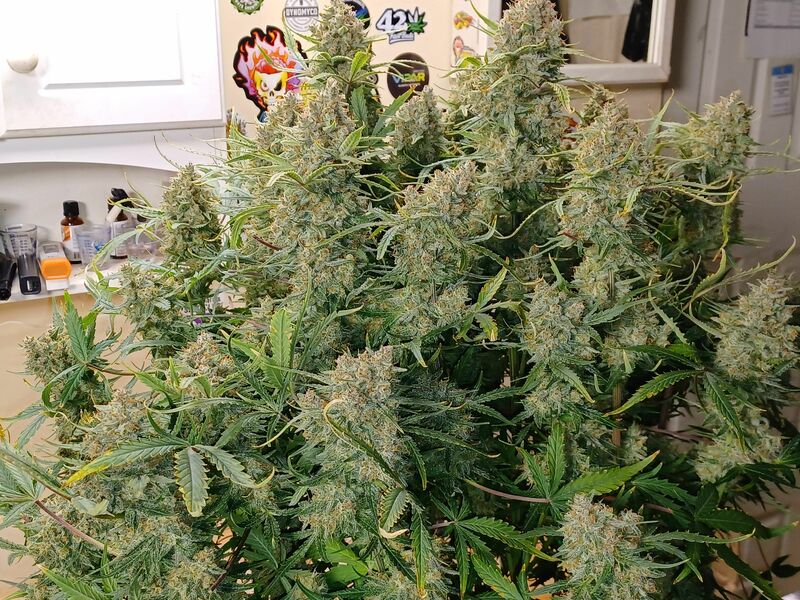 Guava Auto, Фасовка: 5, изображение 31